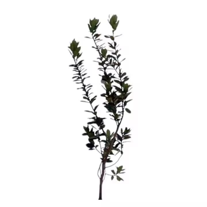 Planta natural arbol Madroño, Arbutus Unedo. Varias alturas elegir. Aporta belleza con sus flores blancas y frutos rojos comestibles, que atraen polinizadores y aves. Es resistente, tolera sequías y suelos pobres, ideal para jardines mediterráneos. - 1