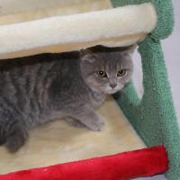 Cature, Cama para Gatos, Torre Rascador para Gatos, 2 Niveles, Estructura Triangular Verde y Rojo, 52 x 48 x 40 cm - details 3