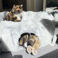 Cama De Gato De Peluche Con Tunnel Multifuncional Para Gatos De Interior Donut Fluffy Con Agujero Para Observar Material De Plush - details 1