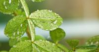 EPIK Alternativa 2024 (EPINSEL) - Insecticida PULGÓN, COCHINILLA, MOSCA BLANCA, ESCARABAJO PATATA Y MINADOR  Envase de 25 ml  100% Eficaz y No Genera Bioresistencias ni Toxicidad  Sipcam Jardin - details 2