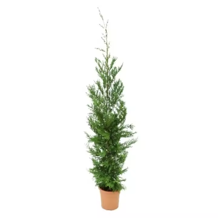 Verdecora CIPRES HIBRIDO CUPRESSUS LEYLANDII - 1