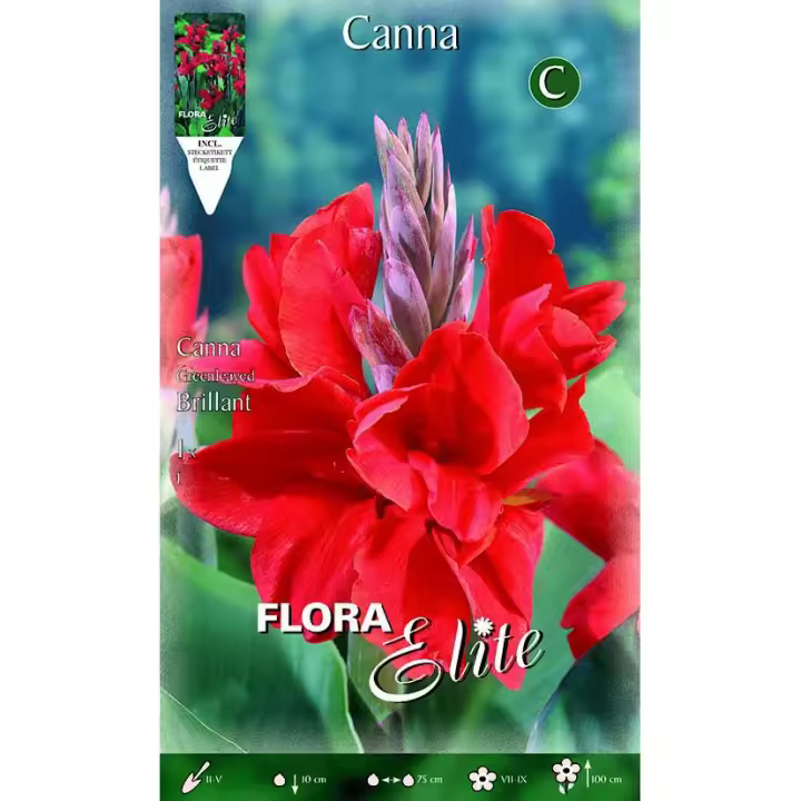 Bulbo Canna roja hoja oscura 1 ud - 1