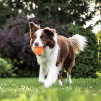 Bola De Juguete Inteligente Para Perros Y Gatos Bola Rodante Automática Con Luz RGB Juguete Interactivo Para Mascotas USB - details 10