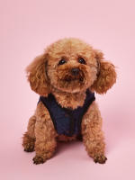 Chaqueta De Invierno Para Perro Acolchada Y Impermeable Con Cuello Alto Ropa De Invierno Para Perro Abrazadera De Nieve Traje Navideño Para Mascotas - details 7