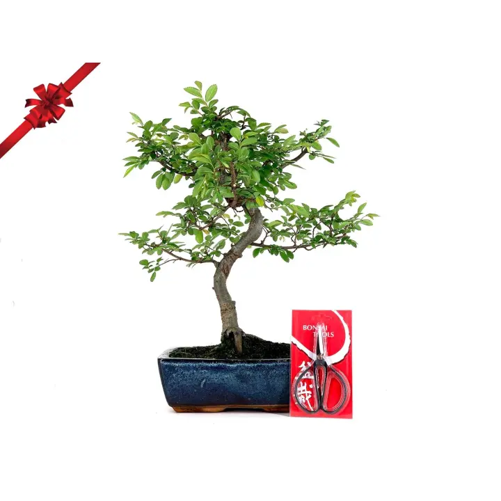 Pack Bonsái Zelkova 10 años + Tijera PZ20 BonsaiGranada - 1