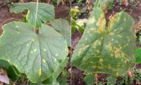 LEICITOR Fosetil AL 80 Plantas - Fungicida en polvo mojable para plantas - Acción preventiva y curativa contra mildiu y fitophtora (phytophthora) - Uso doméstico - Sipcam Jardin - details 2