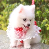 Harnés Para Perros Con Encaje Hermoso Correa Para Gatos Con Lazo Cuerda De Pecho Para Perros Accesorios Para Mascotas Rojo Lazo - details 2