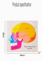 Rompecabezas De Madera Para Niños Juego Educativo De Anatomía Del Cerebro Partes Del Cerebro Actividad De Hogar Ciencia Para Niños - details 2