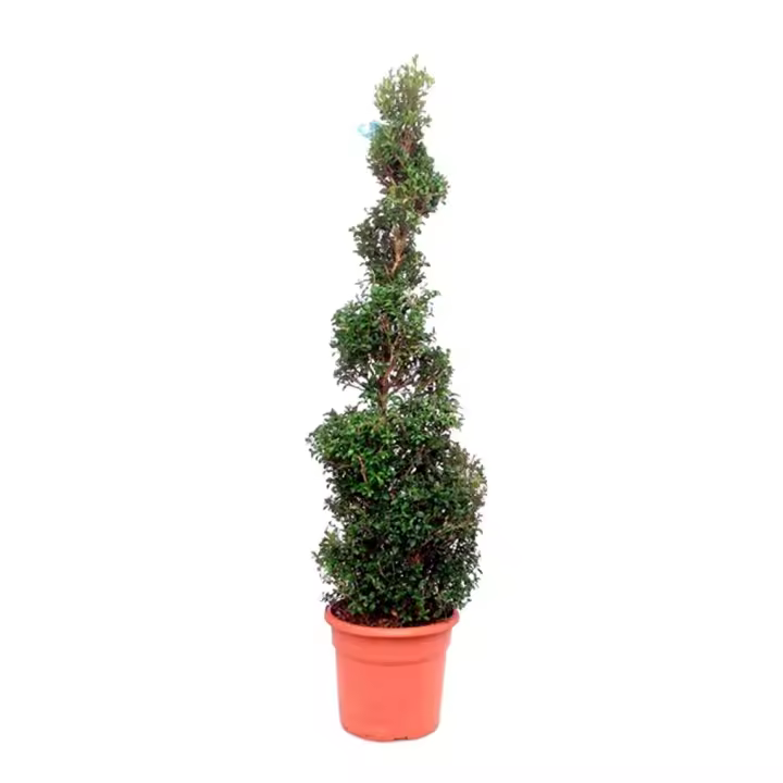 Planta natural Buxus Espiral Boj. Altura 70 – 80 Cm.  Segura Garden. Brindan elegancia arquitectónica, estructura verde perenne y fácil mantenimiento para embellecer su jardín. - 1
