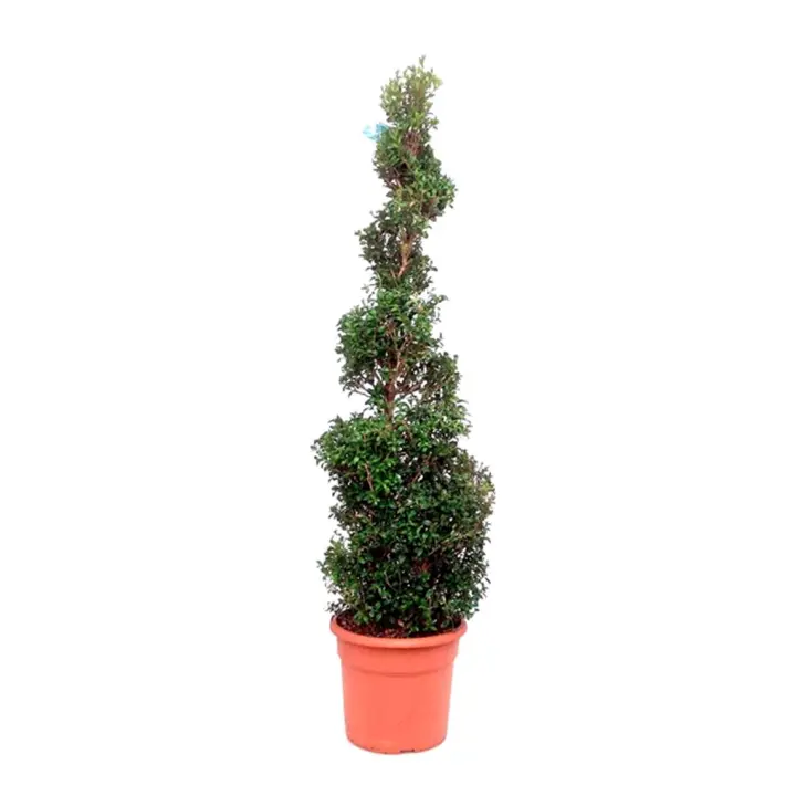 Planta natural Buxus Espiral Boj. Altura 70 – 80 Cm.  Segura Garden. Brindan elegancia arquitectónica, estructura verde perenne y fácil mantenimiento para embellecer su jardín. - 1