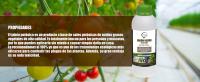 GREEN GOF Jabón Negro Premium (Solución Potásica), 5L. Concentrado. para Hongos y Plagas. Actúa por Contacto  Mejora Defensa de Las Plantas  Natural  Pulgón, Mosca Blanca, Araña Roja, Cochinilla. - details 2