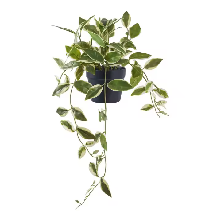 Planta Hoya Artificial, Plástico PE, Verde, 25,5x25,5x33 cm - 1