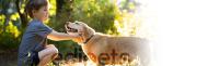 Comedero con bambú para perros y gatos edipets - details 0