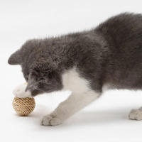 Bola De Juguete Para Gatos De Rotura Rápida Con Plumas Artificiales Y Campana 2 Piezas Juguetes Interactivos Para Mascotas - details 2