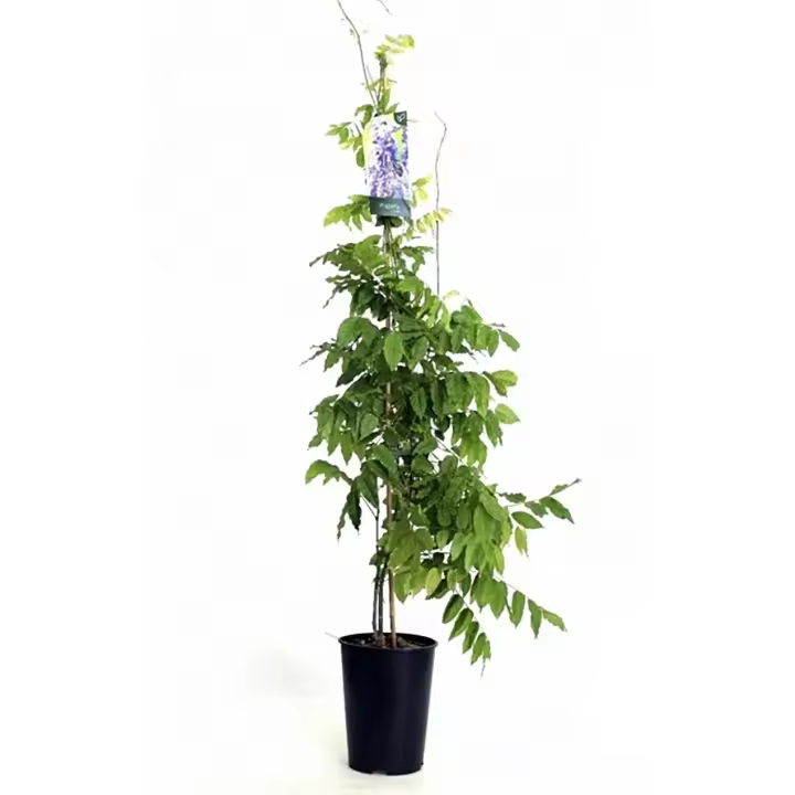 Planta natural Trepadora Wisteria Sinensis. Glicina. Embellece espacios con flores colgantes fragantes, mejora la sombra, atrae polinizadores como abejas y mariposas, y es resistente con pocos cuidados. Ideal para pérgolas. Segura Garden - 1