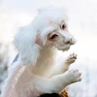 Muñeco De Peluche Falkor De La Historia Sin Fin Regalo Para Niños Y Adultos Material Textil Estilo Moderno - details 5
