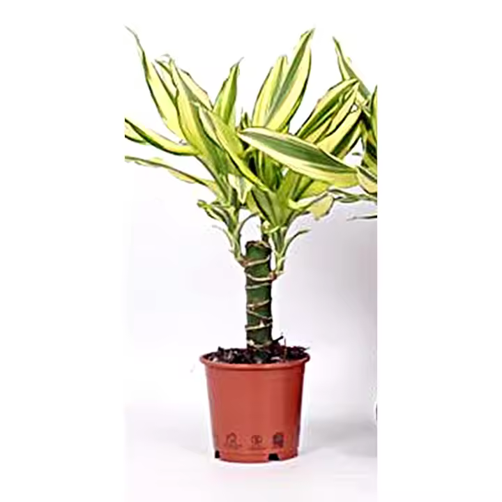 Planta natural Dracena Fragans. Dracaena 40 cm. Es una excelente opción para el hogar, ya que es resistente, de bajo mantenimiento y capaz de adaptarse a espacios con luz indirecta. Esta planta no solo aporta un toque elegante - 1
