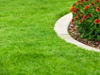 Semillas Césped Todo Uso 1kg MUY RESISTENTE | Mezcla Tapisverd Resistente y de Rápida Implantación | Ideal para Jardines, Zonas de Juego y Uso Familiar | Cobertura hasta 40 m² | Implantación rápida y cobertura uniforme| Nexum+Market - details 1