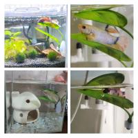 Decoración De Acuario Hoja Artificial Para Tanque De Peces Betta Decoración De Relajamiento Y Juego Para Acuarios - details 2