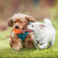 Juguetes Para Masticar Para Perros Juguetes Interactivos De Limpieza De Dientes Anti Mordedura Con Bolas De Alimentos Que Se Escapan Productos Para Mascotas - details 12
