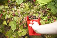 Home Made Berry Picker, Plastic / Metal, Red, 23 x 14cm - details 1