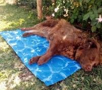 Petic - 80X120cm Manta Alfombra Refrescante Para Perros de Raza Gigante (Pastor Alemán, Mastín) Resistente a Arañazos - details 6