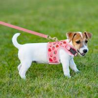Juego De Correa Y Arnes Para Gato Seguro Ajustable Chaleco Para Gato Joven En Malla Transpirable Rosa Fácil Control Para Caminar Perro - details 3