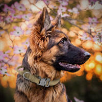 Collar Táctico Para Perros De Medio a Grande Camuflaje Duradero Para Caminar Y Entrenamiento Adecuado Para El Sheperd Aleman - details 6