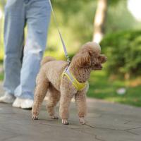 Juego De Correa Y Arnés Ajustable Para Perros Pequeños Vestido De Gato Pupilo Chihuahua Pug Bulldog Francesés Caminar Al Aire Libre - details 5