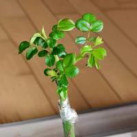 Cinta De Grafting PE Flexible Autoadhesiva Para Árboles Y Plantas 4cm De Ancho Roll De 4 Metros Para Jardín Y Agricultura - details 5