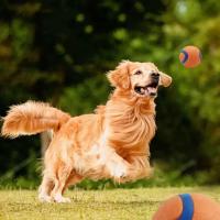 Bola De Juguete Para Perros Resistente Chicle Para Masticar Juguetes Para Saltar Accesorios Para Mascotas Adecuado Para Grandes Medianos Y Pequeños - details 2