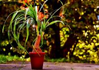 Planta natural Nolina, Pata de Elefante, Beaucarnea Recurvata. Segura Garden. La Beaucarnea recurvata, también conocida como "Pata de Elefante", es resistente, de bajo mantenimiento y agrega un toque exótico al jardín - details 0