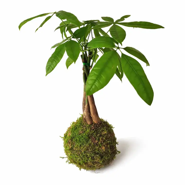 Kokedama Pachira / Kokedamus / planta interior - decoración del hogar - planta natural - elaboración artesanal - 1