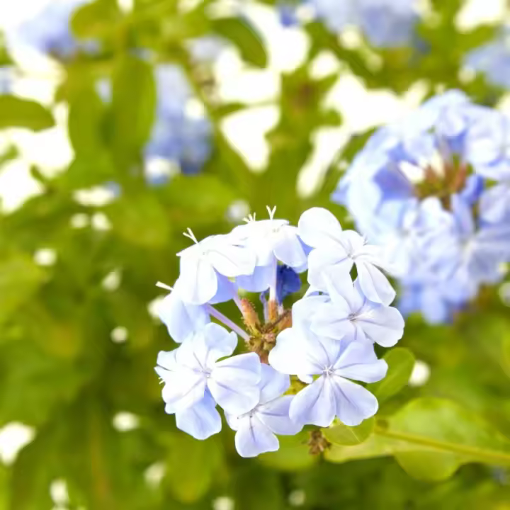 Verdecora - Jazmín Azul Natural de Exterior - Variedad de Colores - 1