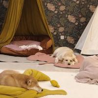 Alfombra De Enfriamiento Para Perros Y Gatos Verano Manta Transpirable Lavable Para Pequeños Medianos Y Grandes Perros Sofá Para Coche - details 1