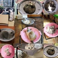 Cama Para Gatos Y Perros Colchón Hamaca De Algodón Transpirable Desmontable Con Estructura Fuerte Y Estable Suministro De Mascotas - details 6