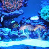 Coral Luminoso De Silicona Para Acuario Decoración Submarina Con Hojas Grandes Paisaje Acuático Accesorios Para Tanque De Peces - details 1