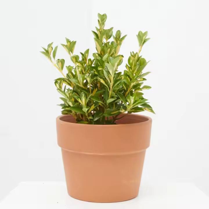 Verdecora Evonimus Japonicus | Bonetero de Japón | Arbusto Decorativo | Planta Natural de Exterior | Perenne - 1