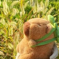 Muñeco De Peluche Capibara De 23cm Simulación Anime Peluche Suave Juguete Para Niños Y Adultos Regalo De Navidad Y Agradecimiento - details 9