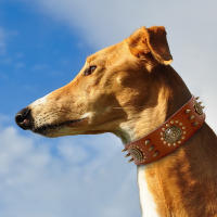 Correa Grande De Cuero Genuino Para Perros Medianos Y Grandes Con Espinas Y Aros Resistente Y Duradera Color Marrón - details 9
