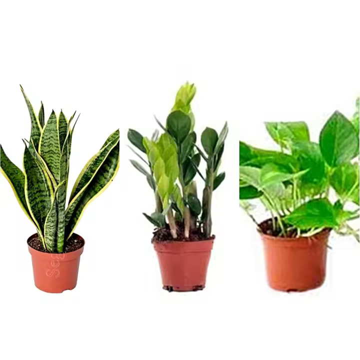 Pack 3 Plantas FACIL cuidados. Sanseviera + Photo + Zamioculca. Plantas de interior que requieran mínimos cuidados. Perfectas para añadir un toque verde a tu hogar sin complicaciones. - 1