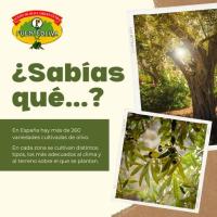Fuenteoliva Aceite de Oliva Virgen Extra 5 Litros con Aceitunas Seleccionadas para Cocina y Mesa - details 0