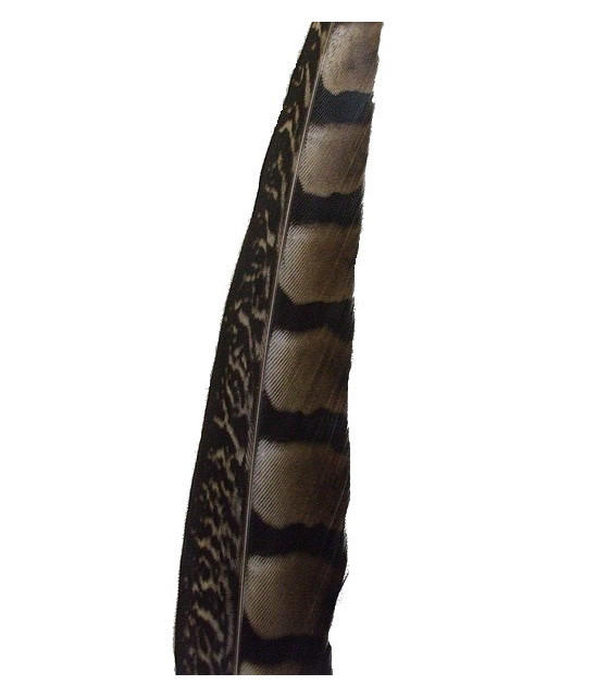 PLUMA DE FAISÁN LADY AMHERST 90 - 95 CMS.