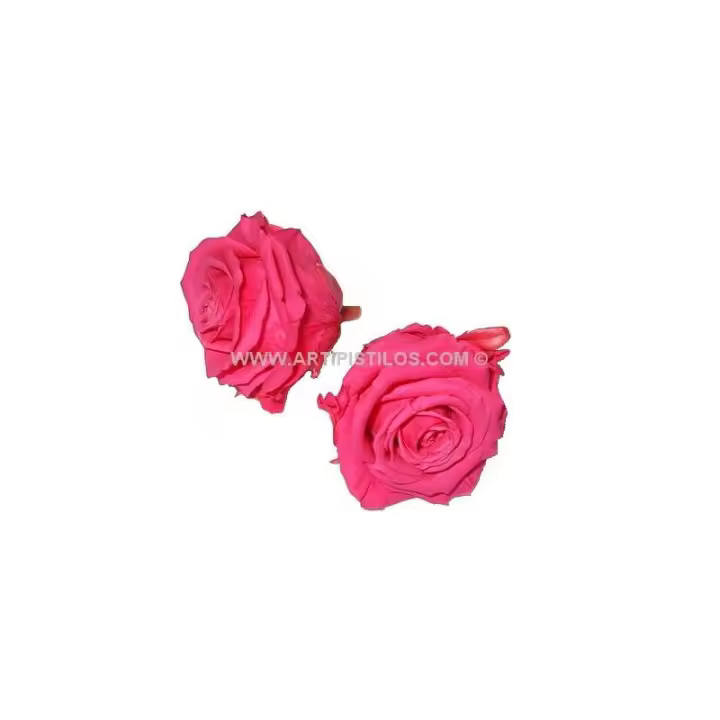 Sombrero de Rosa Preservada 6 Cms con Raíz - Flores Artesanales - 1