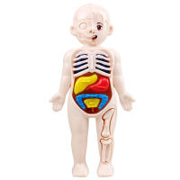 Puzzle 3D De Anatomía Del Cuerpo Humano Montessori Para Niños Juguetes Educativos De Aprendizaje Organizado Herramienta De Enseñanza Para Niños - details 3