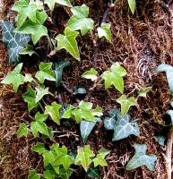 Planta natural colgante Hedera Helix.  Segura Garden. La planta de hiedra colgante mejora la calidad del aire, añade frescura y estilo decorativo, creando un ambiente saludable y acogedor en el hogar - details 0