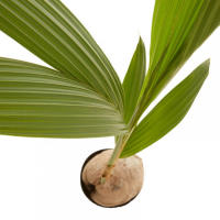 Palmera Cocotera Natural en Maceta de Ø19cm | Altura 130cm | Interior - details 2