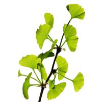 Planta natural arbol Ginkgo biloba. Elegir medida. Resistente a la contaminación, plagas y enfermedades, ideal para entornos urbanos. Sus hojas únicas aportan belleza estacional, con un color amarillo dorado en otoño, y es de bajo mantenimiento. - details 0