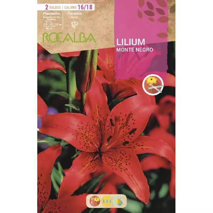 Rocalba Bulbo Lilium Monte Negro Rojo 2 Unidades (16/18) Máxima Calidad - 1