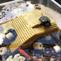 Plataforma De Terraza Para Tortuga Con Ventosa Doble Ruta De Natación En Acuario Suministros De Mascotas Plásticos Para Tortugas - details 5